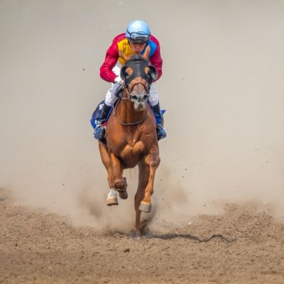 naturopathie animale chien cheval travail suisse romande haute savoie 1 les animaux de sport et de travail Naturopathie animale soins naturels suisse romande haute savoie