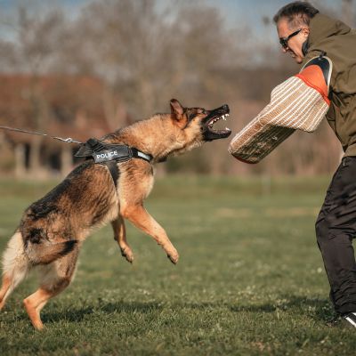 naturopathie animale chien cheval travail suisse romande haute savoie 2 les animaux de sport et de travail Naturopathie animale soins naturels suisse romande haute savoie
