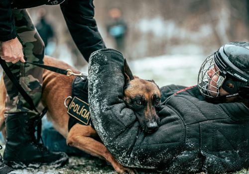 les animaux de sport et de travail Naturopathie animale soins naturels suisse romande france canada