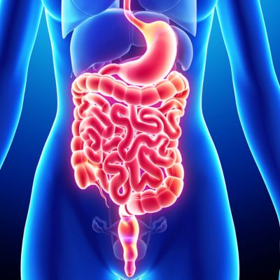 naturoapthie animale article alimentation 1 naturopathie animale france suisse canada alimentation