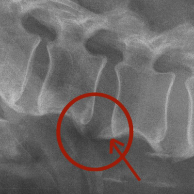 arthrose arthrite chien chat naturopathie animale