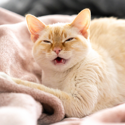 naturopathie animale allergies intolérances